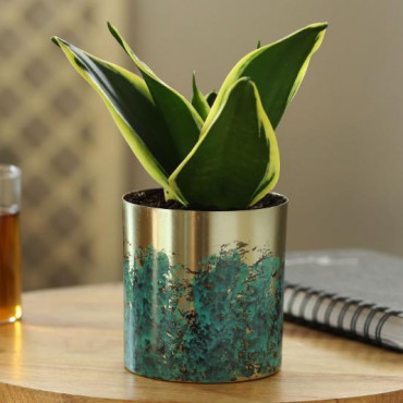 MILT Sansevieria In Designer Metal Pot