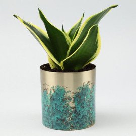 MILT Sansevieria In Designer Metal Pot