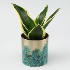 MILT Sansevieria In Designer Metal Pot