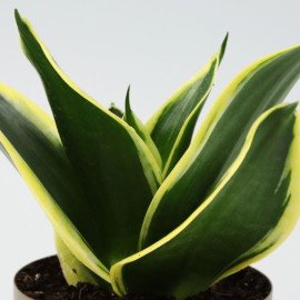 MILT Sansevieria In Designer Metal Pot