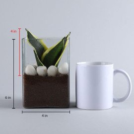 MILT Sansevieria Indoor Plant Terrarium