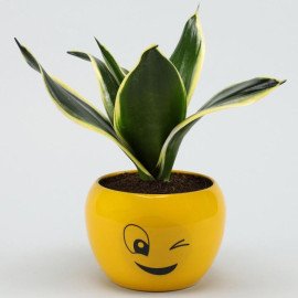 MILT Sansevieria Plant In Wink Emoji Printed Pot
