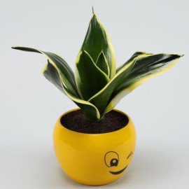 MILT Sansevieria Plant In Wink Emoji Printed Pot