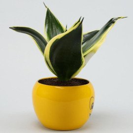 MILT Sansevieria Plant In Wink Emoji Printed Pot