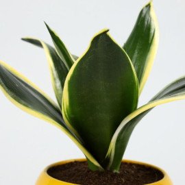 MILT Sansevieria Plant In Wink Emoji Printed Pot