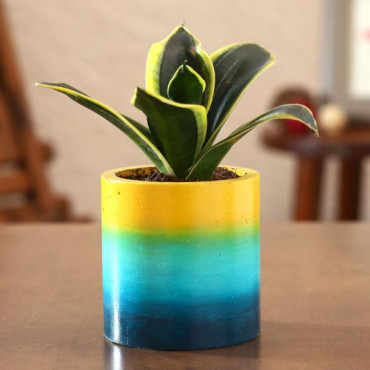 Milt Sansevieria Plant In Ombre Rainbow Planter