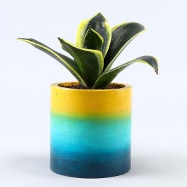 Milt Sansevieria Plant In Ombre Rainbow Planter