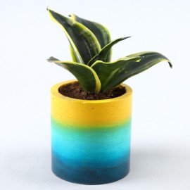 Milt Sansevieria Plant In Ombre Rainbow Planter