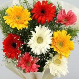 Mixed Brilliance Gerbera Blossom