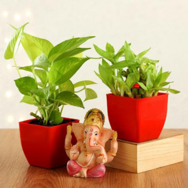 Money & Bamboo Plant With Ganesha Idol