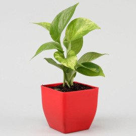 Money & Bamboo Plant With Ganesha Idol