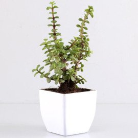 Money & Jade Plant With Ganesha Idol