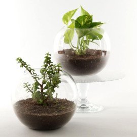 Money Jade Plant Terrarium Set