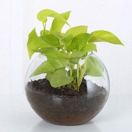 Money Jade Plant Terrarium Set