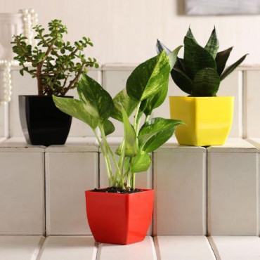 Money Jade Sansevieria Plant Set