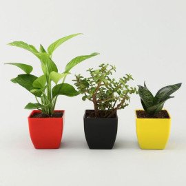Money Jade Sansevieria Plant Set