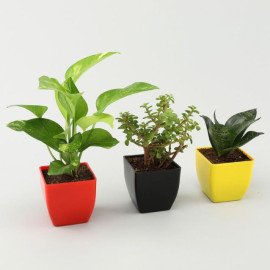 Money Jade Sansevieria Plant Set