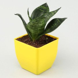 Money Jade Sansevieria Plant Set