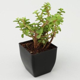 Money Jade Sansevieria Plant Set