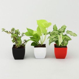 Money Jade Syngonium Plant Set