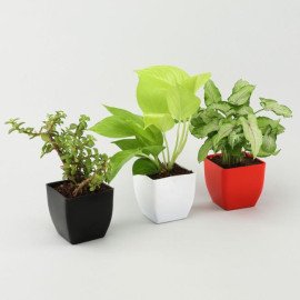 Money Jade Syngonium Plant Set