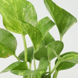 Money Plant & Pink Dhoti Ganesha Idol
