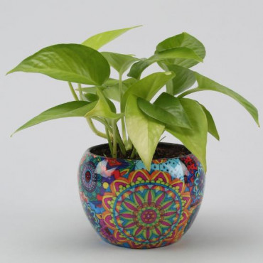 Money Plant In Colourful Rajwada Printed Pot