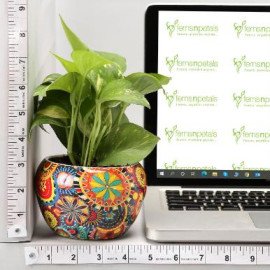 Money Plant In Colourful Rajwada Printed Pot