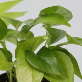 Money Plant In Colourful Rajwada Printed Pot