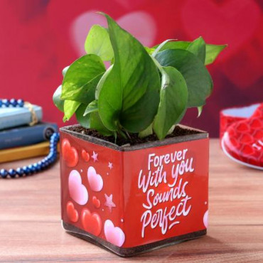 Money Plant In Forever With You Sounds Perfect Sticker Vase