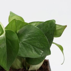 Money Plant In Forever With You Sounds Perfect Sticker Vase