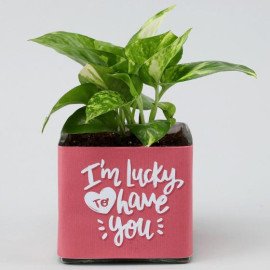 Money Plant In Lucky To Have You Glass Pot Hand Delivery