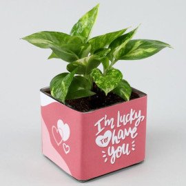 Money Plant In Lucky To Have You Glass Pot Hand Delivery