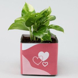 Money Plant In Lucky To Have You Glass Pot Hand Delivery
