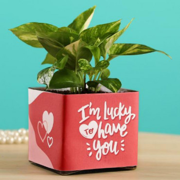 Money Plant In Lucky To Have You Glass Pot