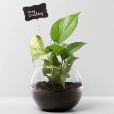 Money Plant Terrarium For Birthday