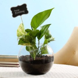 Money Plant Terrarium For Birthday
