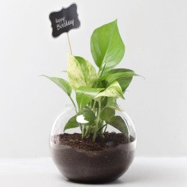 Money Plant Terrarium For Birthday