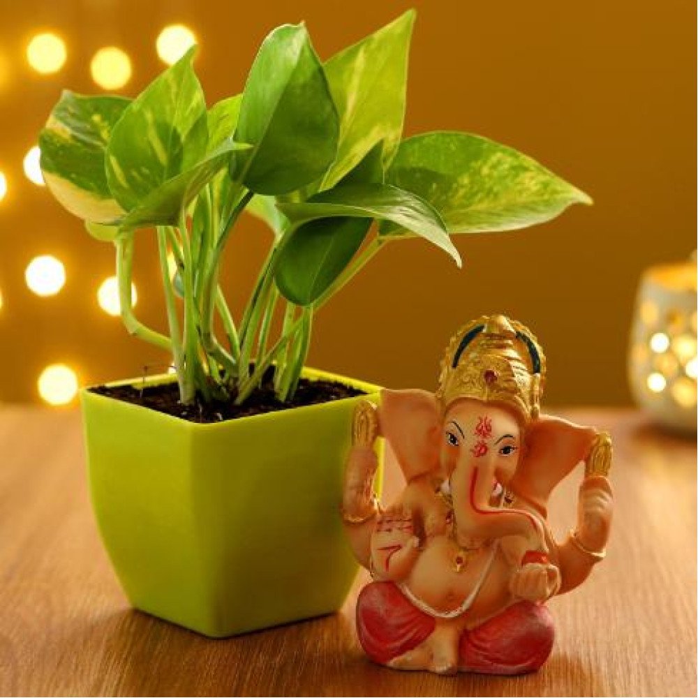 Money Plant in Green Pot & Ganesha Idol