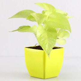 Money Plant in Green Pot Diwali Table Top Hand Delivery