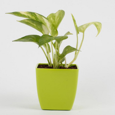 Money Plant in Imported Plastic Pot