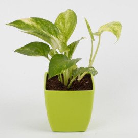 Money Plant in Imported Plastic Pot