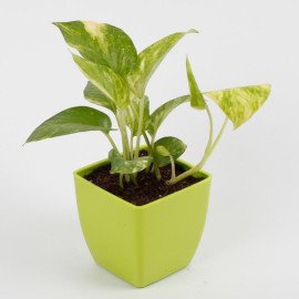 Money Plant in Imported Plastic Pot