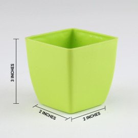 Money Plant in Imported Plastic Pot