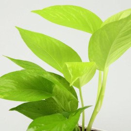 Money Plant in Red Pot & Ganesha Table Top