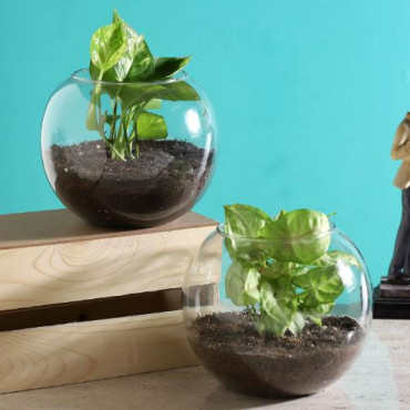 Money Syngonium Plant Terrarium Set