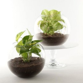 Money Syngonium Plant Terrarium Set