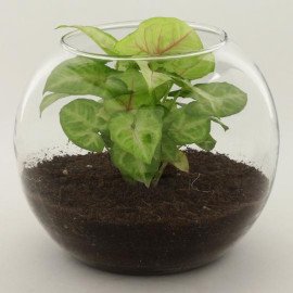 Money Syngonium Plant Terrarium Set