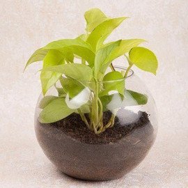 Money Syngonium Plant Terrarium Set