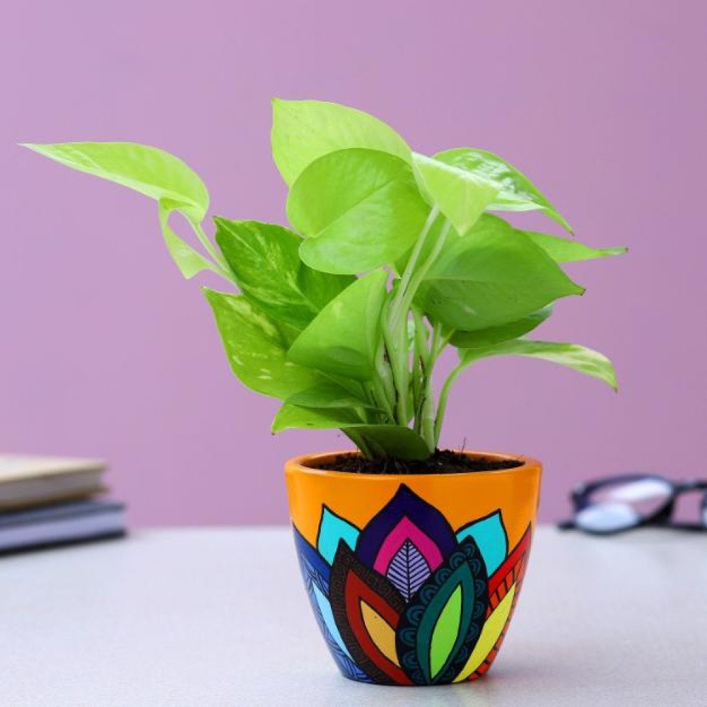 Neon Pothos Plant In Multicoloured Leaves Yellow Pot